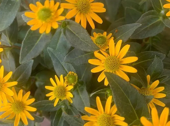 Hinterseer Gæstehus